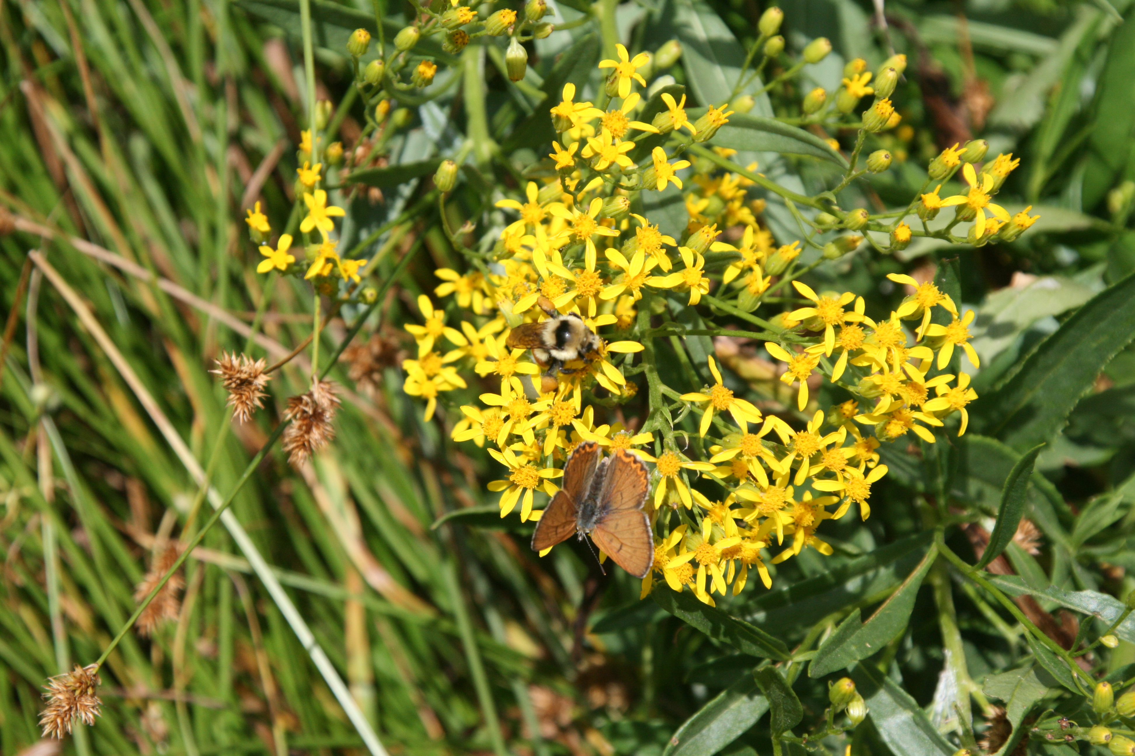 tall ragwort (Senecio serra)